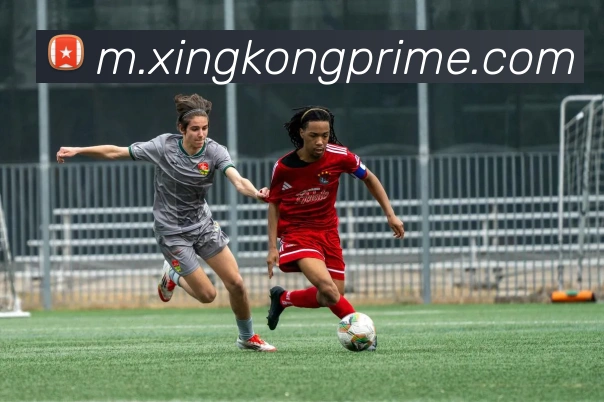 星空体育平台生态图